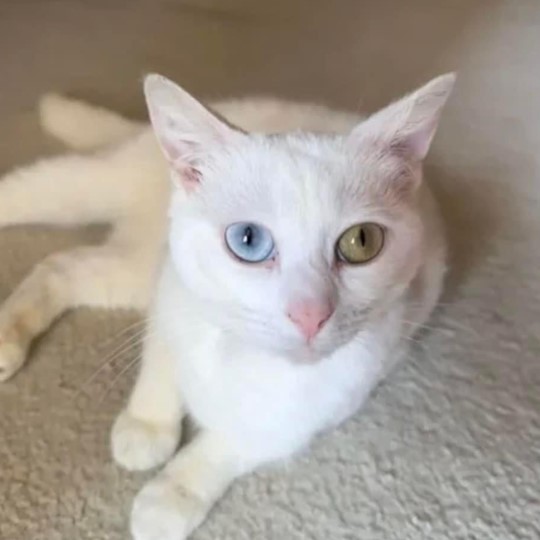  Luna cat lost 10 november